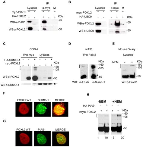 A B Foxl2 Interacts With Pias1 And Ubc9 Cos 7 Cells Were