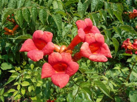 How To Plant Trumpet Vine Campsis Radicans Dear Plants