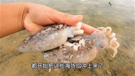 大海退潮后去赶海，抓到很值钱的海货，回家又有口福了 趕海 Youtube