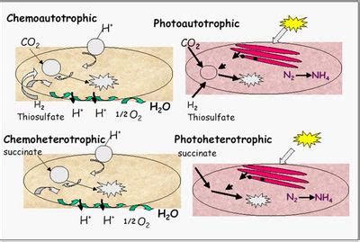 Rhodopseudomonas palustris - Alchetron, the free social encyclopedia