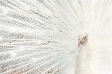 Portrait Of A White Peacock With Open Feathers Performing The Bridal Dance Stock Image Image