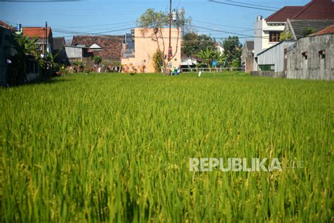 Penurunan Lahan Pertanian Di DIY Capai 150 200 Hektare Per Tahun