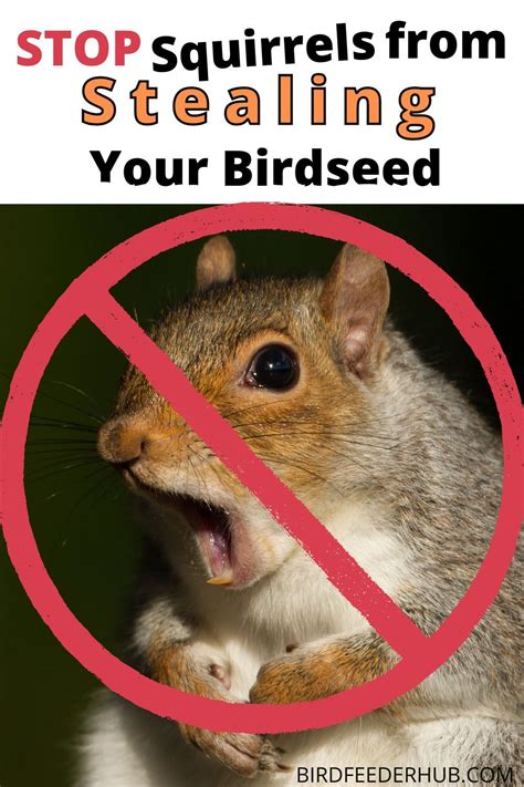 How To Keep Squirrels Out Of Bird Feeders 5 Methods Artofit