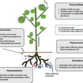 Schematic Representation Of The Main Phytoremediation Strategies