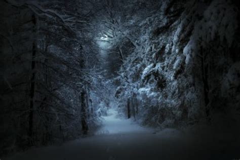 Moonlit Forest Trees Winter Moon Footprints Snow Path Light