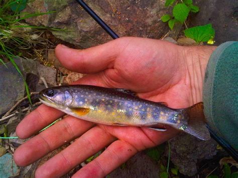 Wild brook trout thrive in cool, wet May weather - The Washington Post