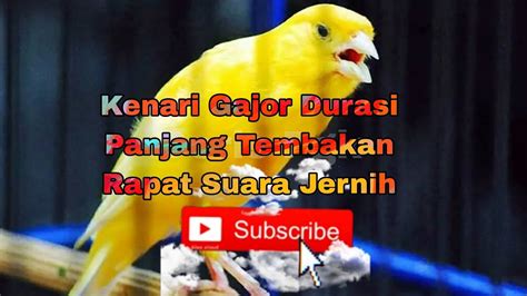 Kenari Gajor Durasi Panjang Suara Jernih Nembak Rapat Kenari Paud