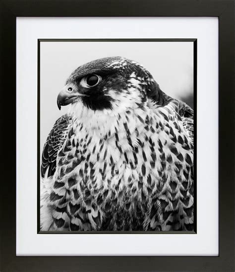 Peregrine Falcon 01 Fine Art Print Etsy