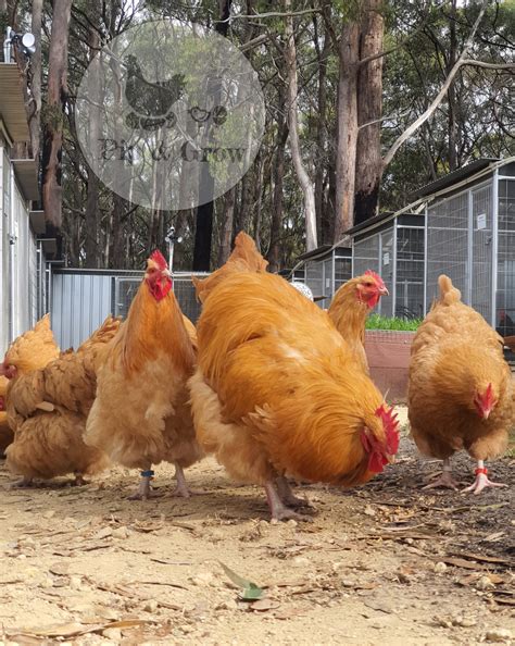 Standard Buff Orpington Fertile Egg Each Pip Grow