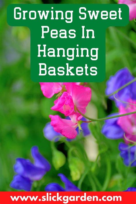 Growing Sweet Peas In Hanging Baskets Slick Garden