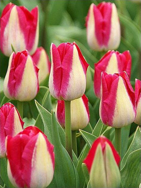 Tulipa Triumph Alectric Top Flora Shop