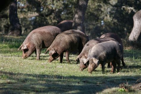 Cerdo Torbiscal Características más Importantes Ibedul