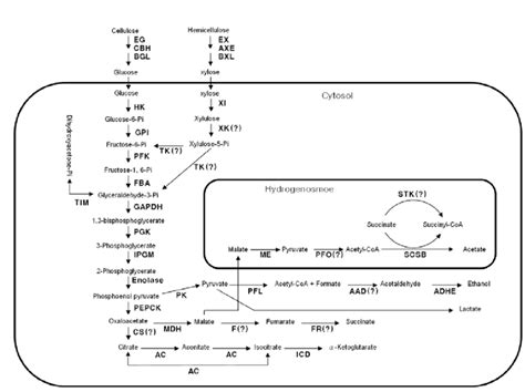 Proposed Metabolic Pathway Of Carbohydrate Fermentation In Anaerobic Download Scientific