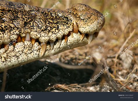 Difference Between Crocodile Alligator Outer Teeth Stock Photo ...