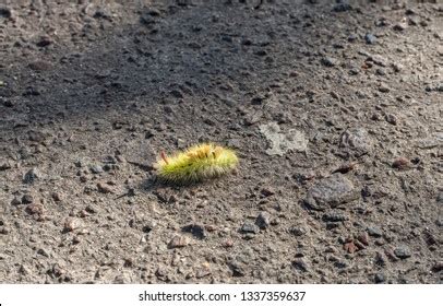 576 Pale Tussock Moth Images, Stock Photos & Vectors | Shutterstock