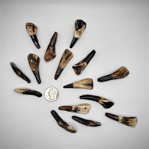 Water Buffalo Teeth - It's About Rocks