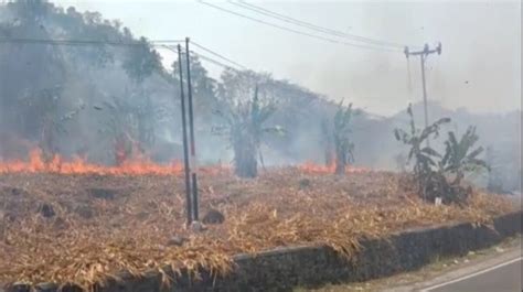 Waspada Karhutla BMKG Pantau Titik Panas Di 5 Kabupaten Di Lampung