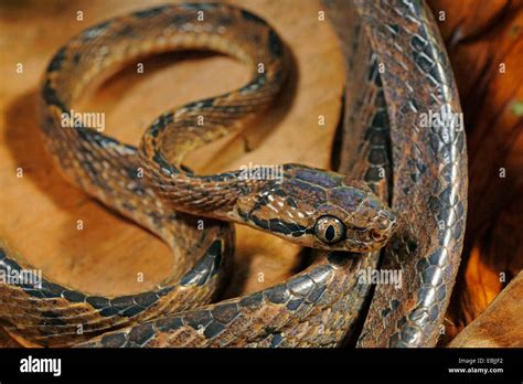 Sri Lanka Cat Snake Boiga Ceylonensis Lying On The Ground Sri Lanka