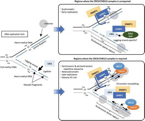 Recent Insights Into The Mechanisms Of De Novo And Maintenance Of Dna