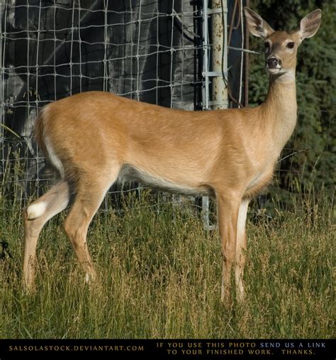 Whitetail Doe 1 by SalsolaStock on DeviantArt