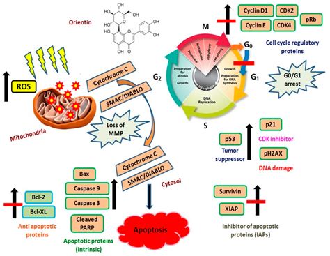 Biomolecules Free Full Text Orientin Induces G0 G1 Cell Cycle