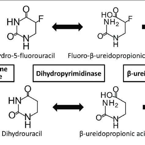 Dihydropyrimidine Dehydrogenase DPD Structural Analysis A