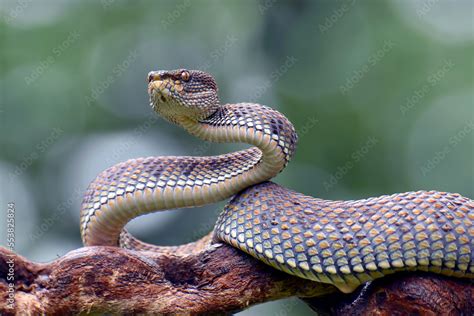 Mangrove Pit-viper in defense position Stock Photo | Adobe Stock