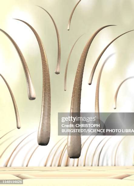 Hair Follicle Close Up Photos And Premium High Res Pictures Getty Images