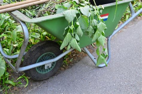 Plantas Que Crecen En El Jard N Foto Premium