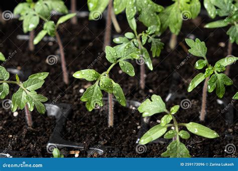 Growing Tomatoes From Seeds Step By Step Step The Sprouts Have