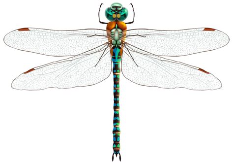 Dragonfly Insect Dragonfly Dreams Dragonfly Tattoo Art Et