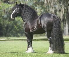 Black Clydesdale Stallion