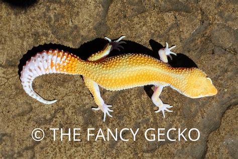 White And Yellow Tangerine Striped Bell Leopard Gecko By The Fancy