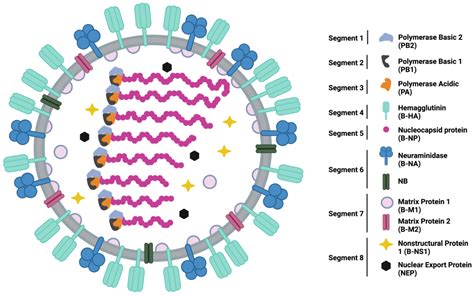 Viruses Free Full Text Existing Evidence For Influenza B Virus