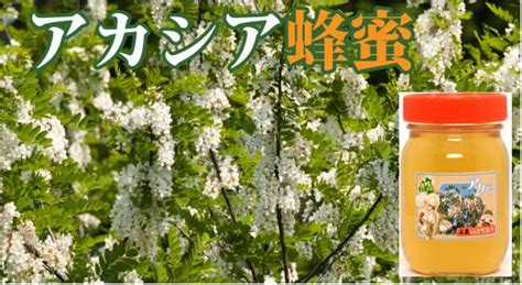 【楽天市場】【ふるさと納税】アカシアはちみつ500g ふるさと納税 国産 はちみつ ハチミツ 蜂蜜 アカシア 500g 1本 瓶入り おいらせ