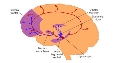 Vía mesolímbica cerebro anatomía y funciones