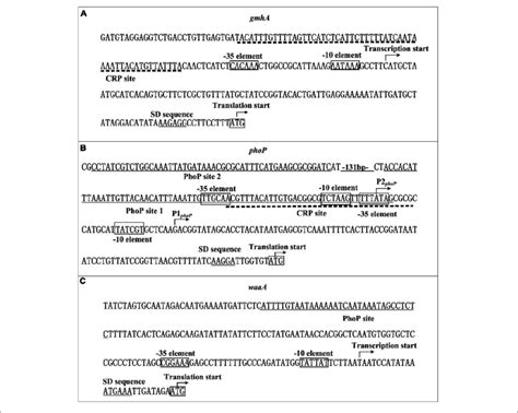 Organization Of Promoter Proximal Dna Regions The Promoter Proximal Download Scientific