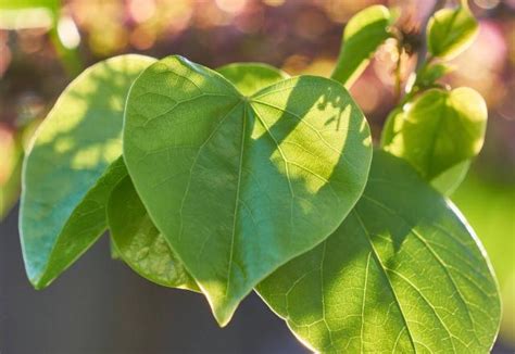 Cercis Siliquastrum Conseils De Plantation Et Dentretien