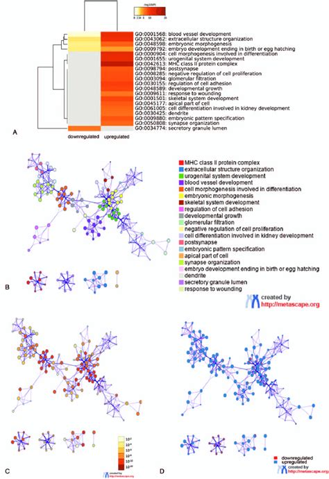 GO Enrichment Analysis Of DEGs A Heatmap Of Enriched Terms For