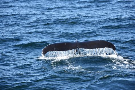 Whale watching expedition in Cape Cod