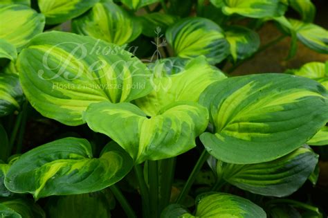 Sklep Hosta Bea - Funkia - Hosta 'Cathedral Windows'