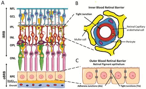 Figure 1 From Regulation Of Blood Retinal Barrier Cell Junctions In