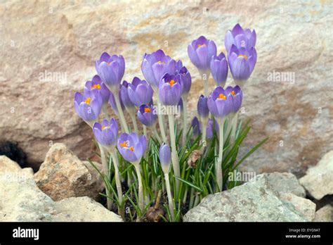 Krokus Crocus Tommasinianus Krokusse Stock Photo Alamy