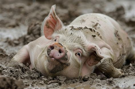 A Small Pig Is Happily Rolling Around In The Mud A Playful Pig Rolling