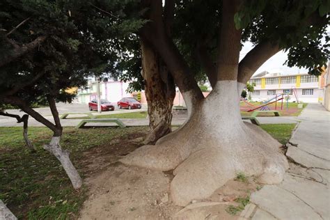 Rbol Monumental Omb Nuevo S Mbolo De Patrimonio Forestal En Pachuca