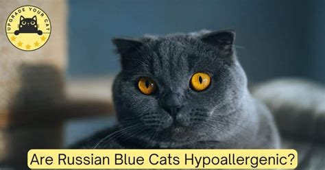 Are Russian Blue Cats Hypoallergenic? (In-Depth Discussion)