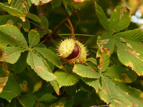 Free Images Nature Branch Blossom Prickly Fruit Berry Leaf