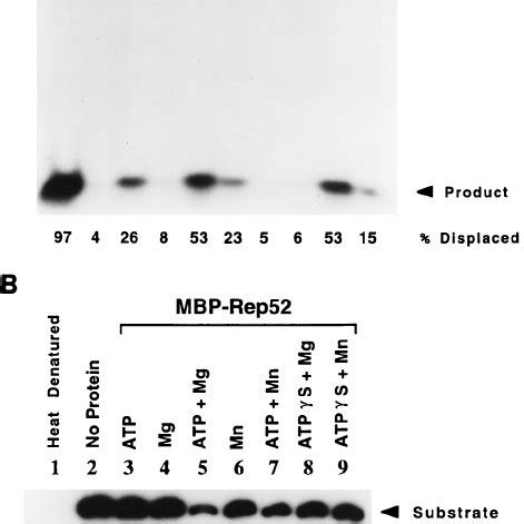 Properties Of Mbp Rep Helicase Activity Helicase Assays Were