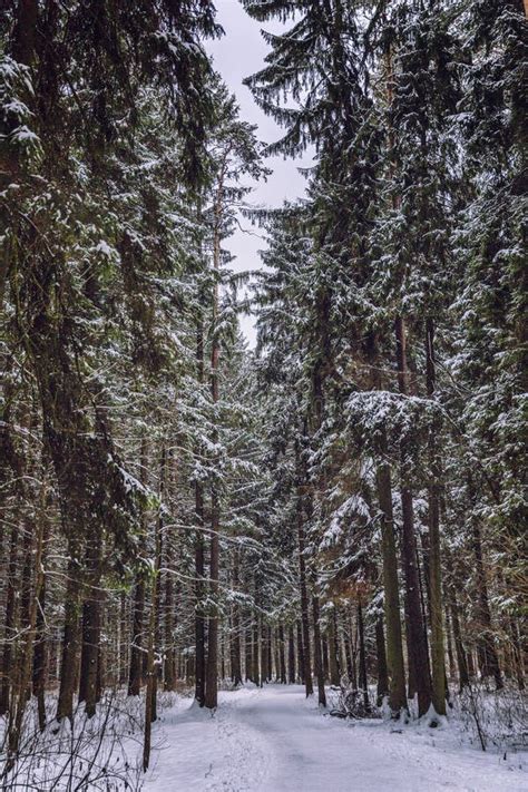 Winter snowy pine forest stock image. Image of beautiful - 133878655