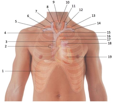 Anatomy Structures Of The Mediastinum Flashcards Quizlet